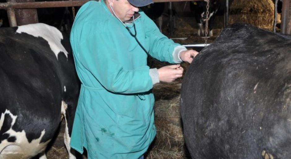 Ronienia w stadzie? Przyczyną może być neospora