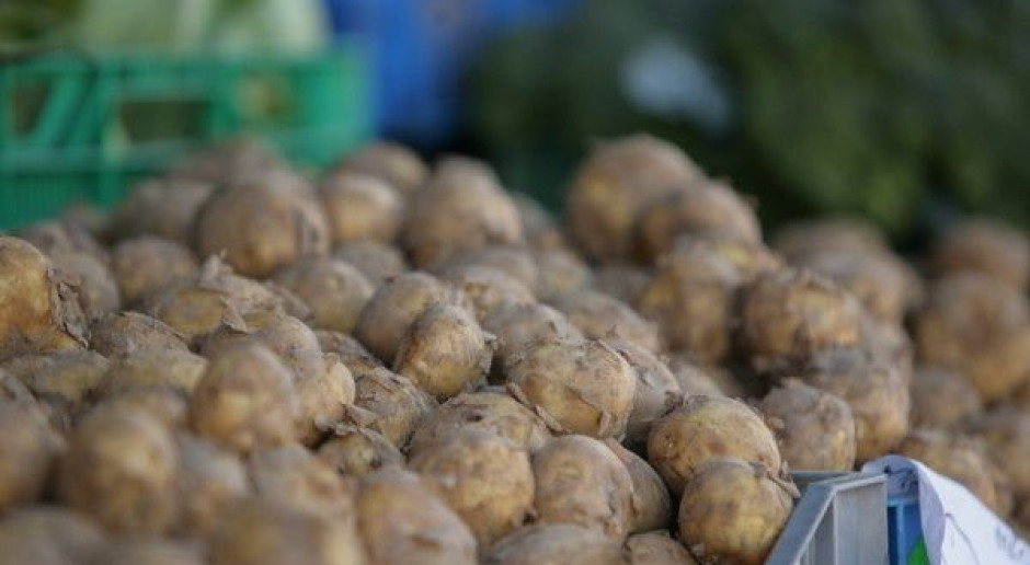 GUS: Nadal zmniejsza się produkcja ziemniaków w Polsce