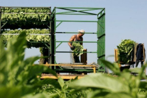 Plantatorzy tytoniu: Produkcja jest nieopłacalna bez dopłat 