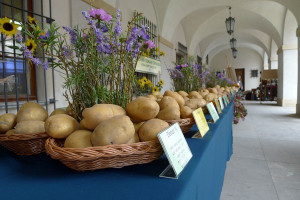 Michalina najsmaczniejszym ziemniakiem - zdecydowali mieszkańcy stolicy