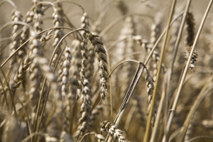 Według IERiGŻ lepsze zbiory zbóż na świecie, ceny nadal wysokie