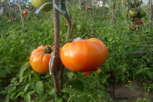 Nowość: Pomidor do faszerowania