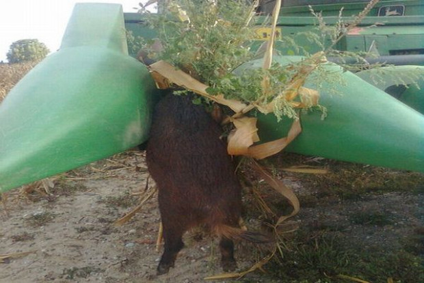 fot. John Deere Dzik na porożu jelenia