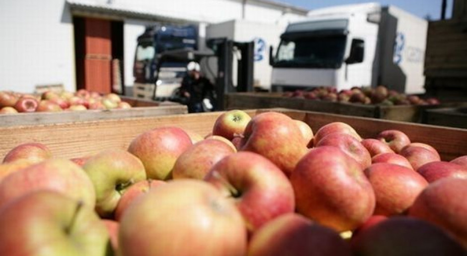 Eksperci: W tym roku nadal opłacało się produkować jabłka