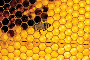 Pszczoły a probiotyki