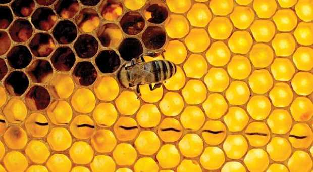 Pszczoły a probiotyki