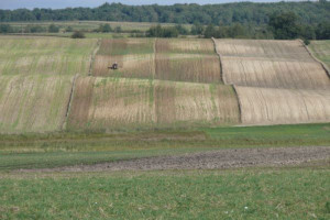 GUS: zmniejszyła się powierzchnia gruntów należących do gospodarstw rolnych