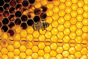 500 tys. zł VAT dla pszczelarzy