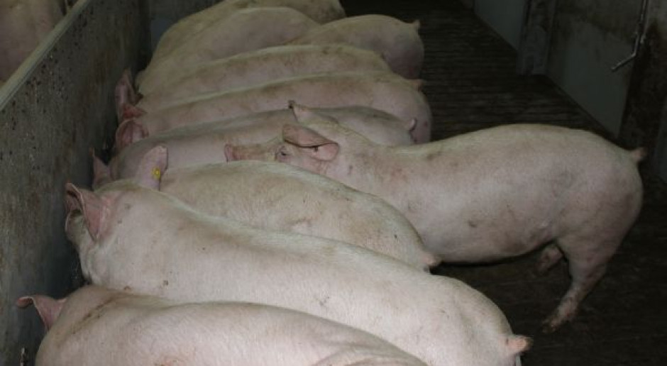 Wyścig po wieprzowinę