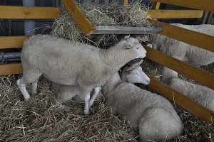 Hodowcy owiec liczą na unijne dopłaty