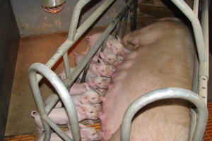 PRRS &#8211; najdroższa choroba świń