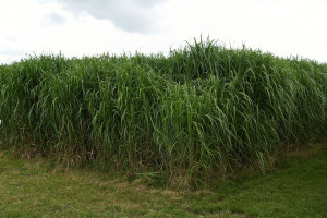Produkcja biomasy konkurencją wobec produkcji żywności