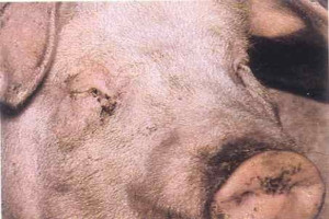 Grypa świń i &#8222;świńska&#8221; grypa