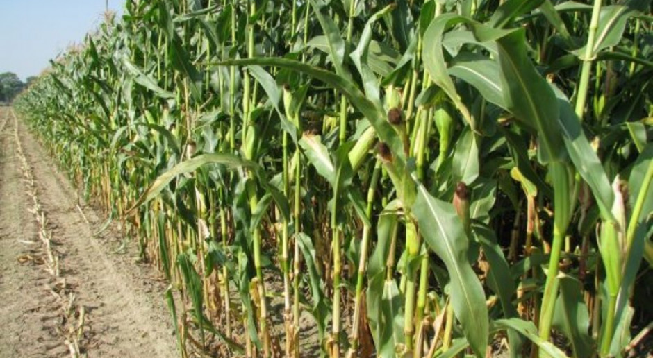 Naukowcy apelują do prezydenta ws. GMO
