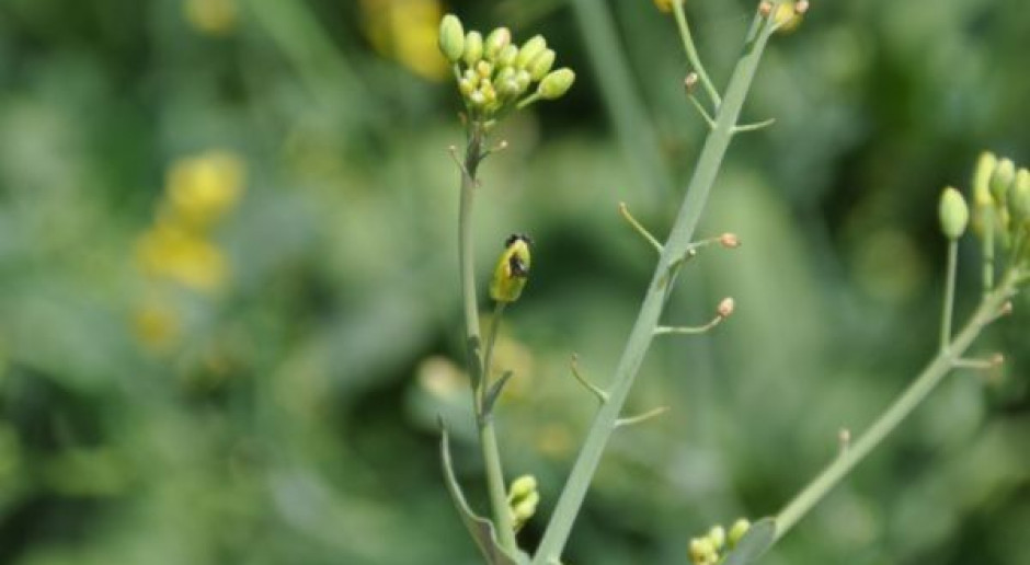 Nowy insektycyd o szerokim spektrum działania