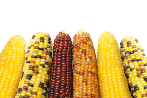 UE zezwoliła na import i stosowanie bawełny i kukurydzy GMO