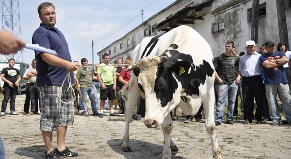 W 2011 r. najbardziej drożały krowy i jałówki