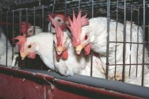 Ruszają procedury karne za łamanie przepisów o kurach nioskach