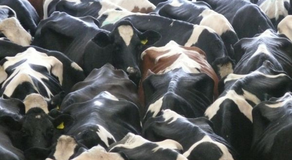 Krowy z materacem wapniowo-magnezowym