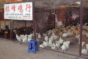 W Chinach znów atakuje ptasia grypa