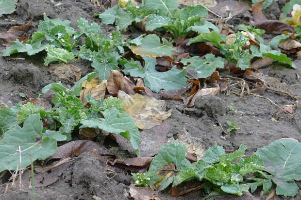 Polscy rolnicy mogą stosować nawożenie azotowe od 1 marca; Fot. farmer.pl Rzepak na Dolnym Śląsku domaga się azotu
