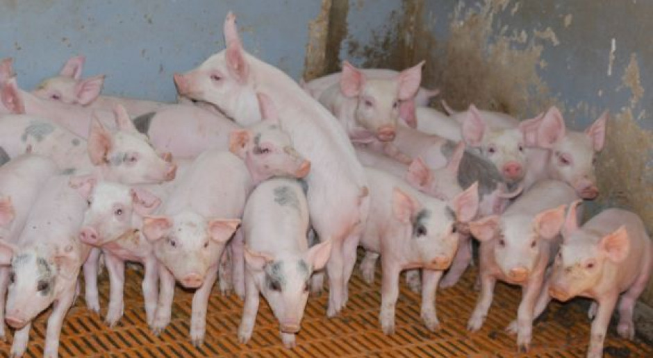 Spada pogłowie świń ale rośnie wydajność produkcji