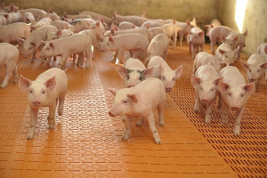 Rynek wieprzowiny po aferze dioksynowej