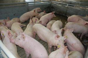 Systemy jakości mają uratować krajową produkcję świń