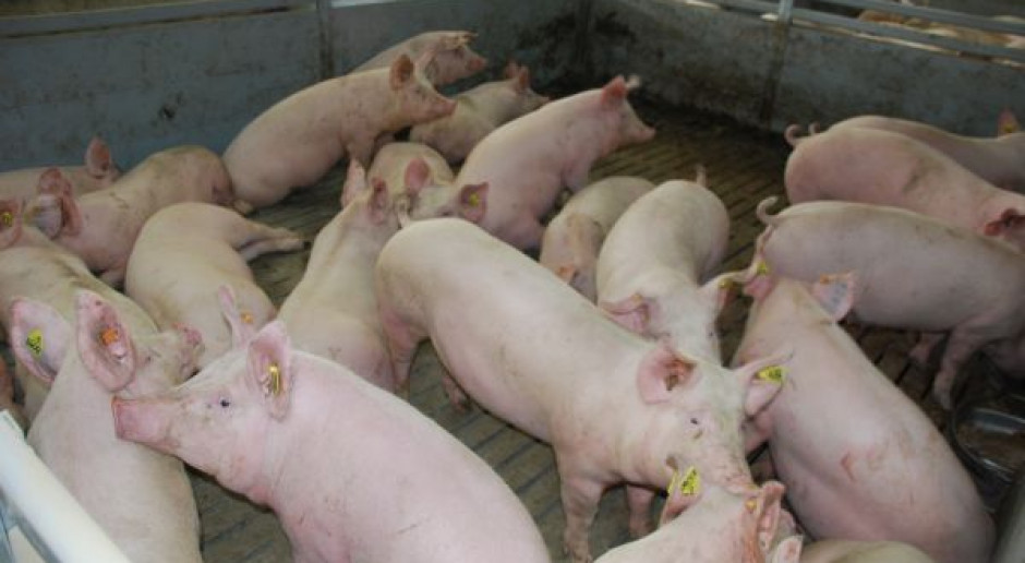 Systemy jakości mają uratować krajową produkcję świń