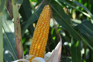 W krajowym rejestrze 17 nowych odmian kukurydzy