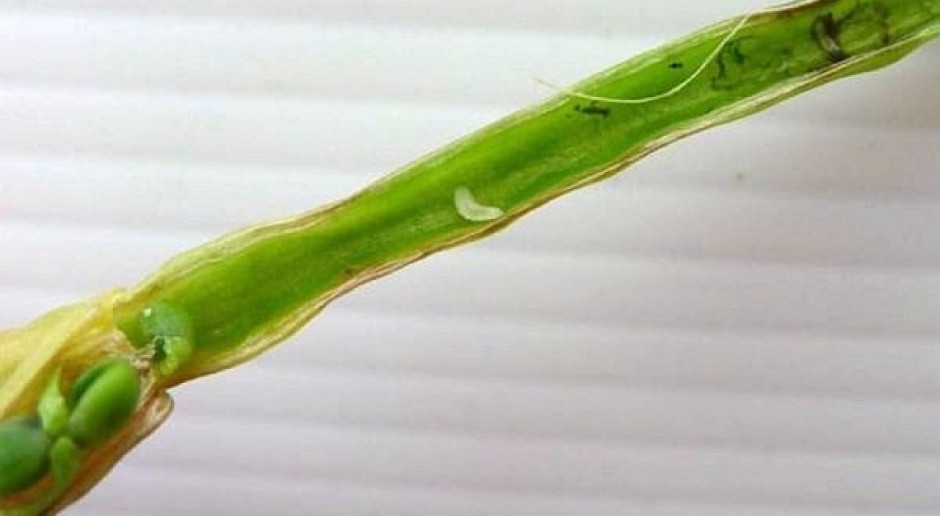 Biostymulator na pryszczarka