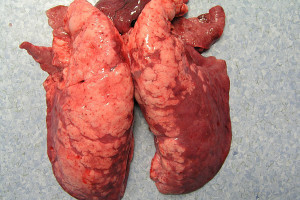 Mykoplazmowe zapalenie płuc u świń