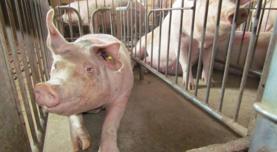 Rosjanie nie chcą unijnych zwierząt - wprowadzają zakaz importu