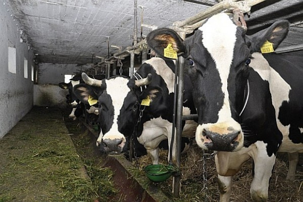 Predipping i dipping pozwalają
skutecznie walczyć z mastitis, fot. farmer.pl Strategie w postępowaniu z mastitis
