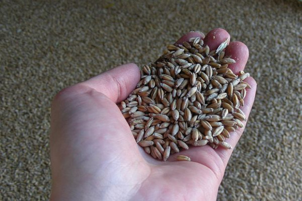 Internet stwarza nieograniczone możliwości dostępu do potencjalnych klientów, fot. farmer.pl Kup lub sprzedaj materiał siewny na Giełdzie Rolnej!