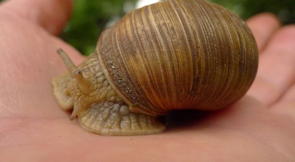 Wcześniejszy sezon na zbiór winniczków