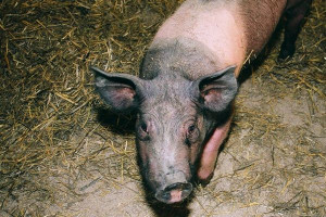 Zakaźne zanikowe zapalenie nosa świń
