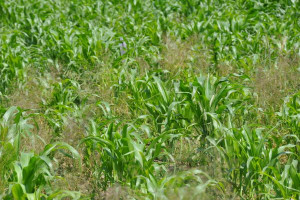 Krytyczne czynniki w uprawie kukurydzy