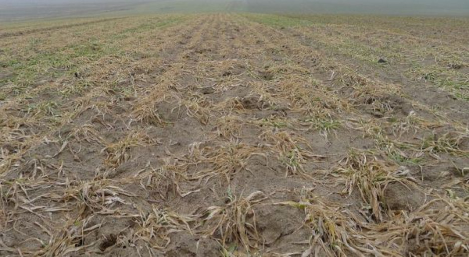 KFPZ: Mln ha zbóż do zaorania - gminy są zagubione