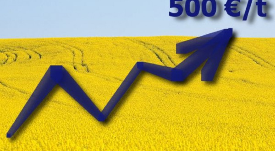 Rzepak znowu powyżej 500 euro/t