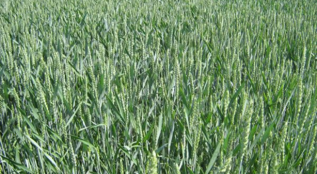 COBORU: Ocena zimotrwałości zbóż