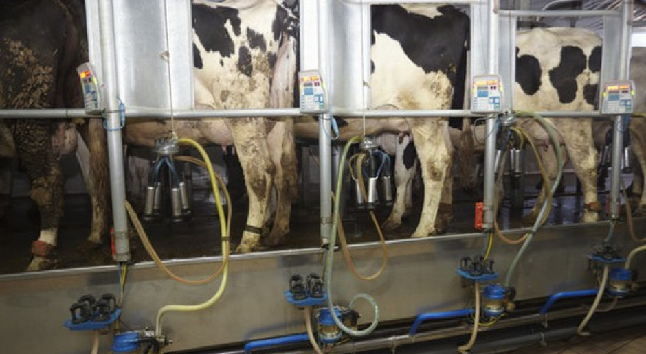 Mastitis – początek w zasuszeniu
