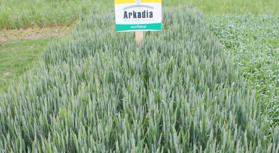Arkadia przezimowała