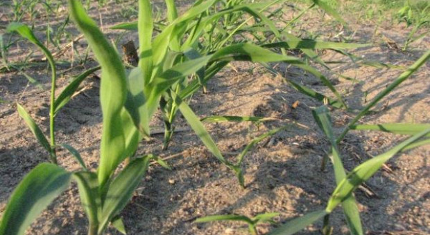 Pogłówne zasilenie kukurydzy 