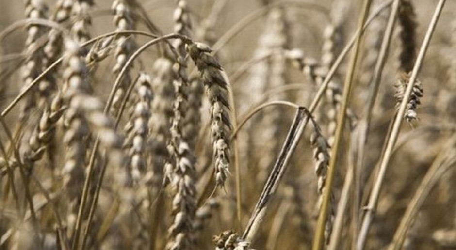 Ceny środków produkcji rosły szybciej niż ceny skupu