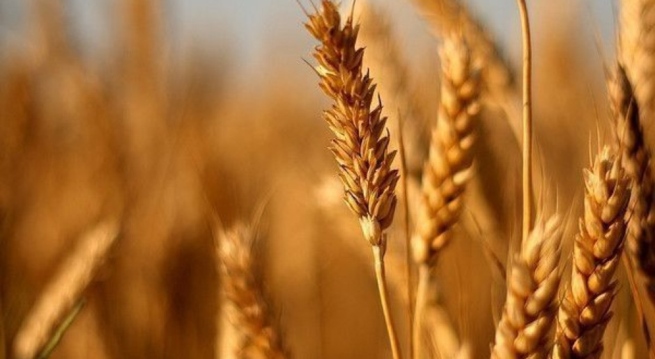 Podniesiono prognozy zbiorów zbóż w UE