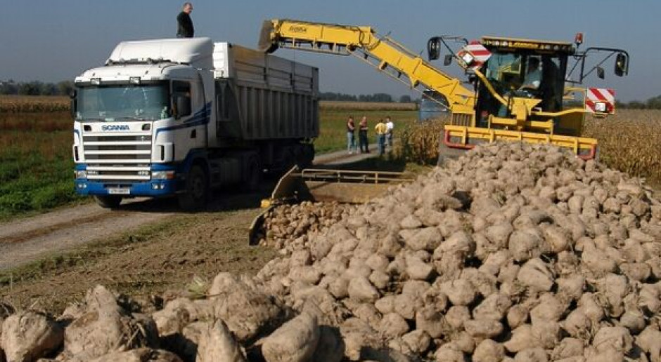 Plantatorzy buraków nie chcą uwolnienia rynku