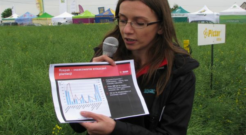 BASF: Mieszańce lepsze od liniowych