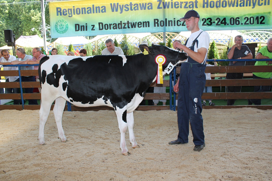 Metysi To Potomkowie Przedstawicieli Białej Odmiany Człowieka Oraz Jałowice rasy PHF odmiany czarno-białej 12 – 14 miesięcy, czempion