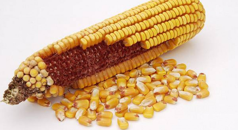 Pozytywna opinia EFSA o odmianach GMO